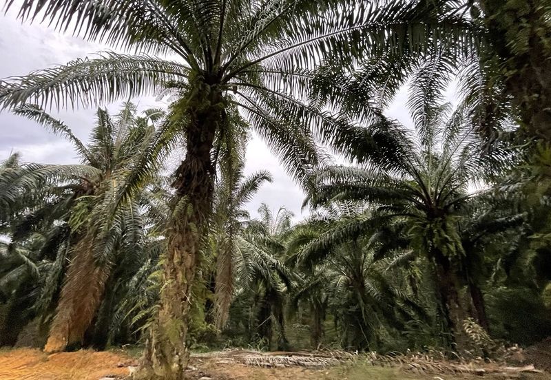 Oil Palm Plantation for Sale @ Kuala Langat, Selangor