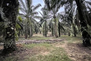 Oil Palm Plantation for Sale @ Kuala Langat, Selangor
