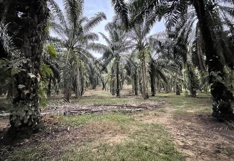Oil Palm Plantation for Sale @ Kuala Langat, Selangor
