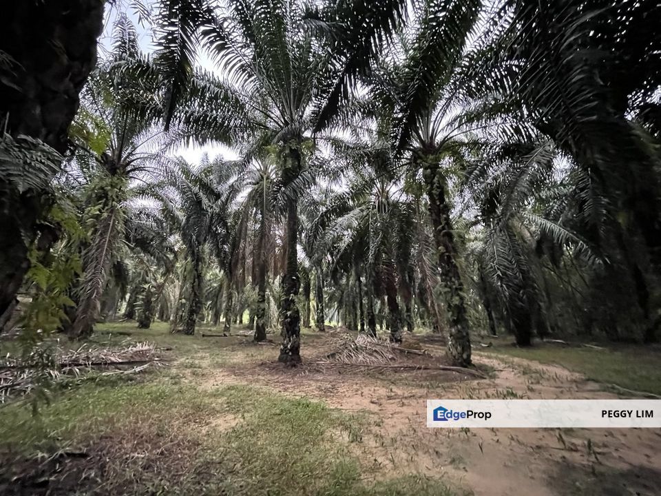 Oil Palm Plantation for Sale @ Kuala Langat, Selangor, Selangor, Kuala Langat