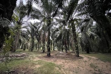 Oil Palm Plantation for Sale @ Kuala Langat, Selangor