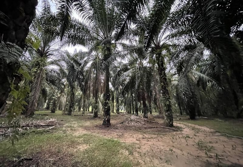 Oil Palm Plantation for Sale @ Kuala Langat, Selangor