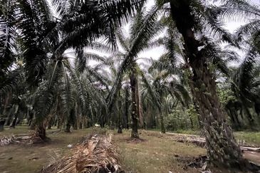 Oil Palm Plantation for Sale @ Kuala Langat, Selangor
