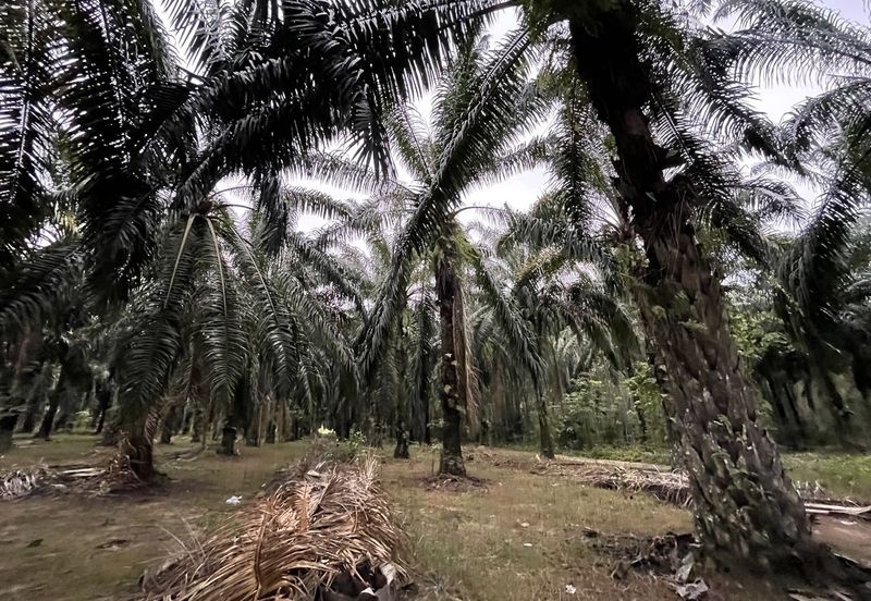 Oil Palm Plantation for Sale @ Kuala Langat, Selangor