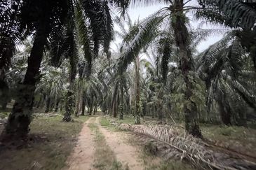 Oil Palm Plantation for Sale @ Kuala Langat, Selangor