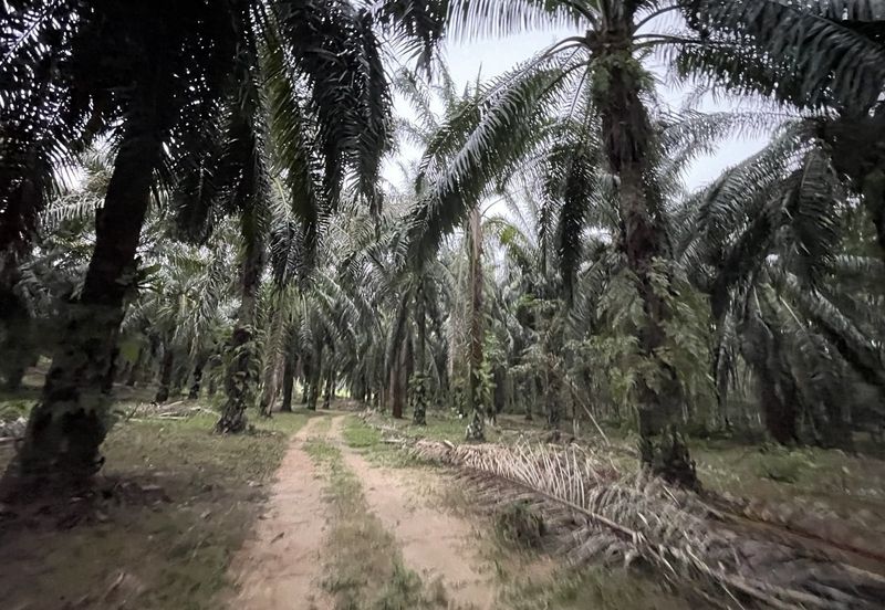 Oil Palm Plantation for Sale @ Kuala Langat, Selangor