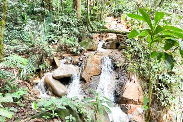 3-Adjoining Lots Prime Land @ Tanarimba, Janda Baik, Pahang for Sale