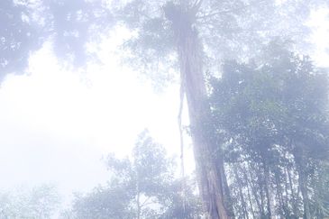 3-Adjoining Lots Prime Land @ Tanarimba, Janda Baik, Pahang for Sale