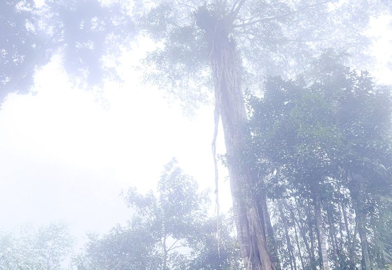 3-Adjoining Lots Prime Land @ Tanarimba, Janda Baik, Pahang for Sale