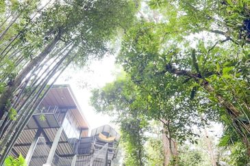 3-Adjoining Lots Prime Land @ Tanarimba, Janda Baik, Pahang for Sale