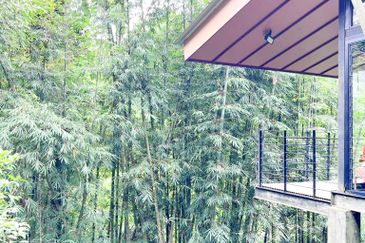 3-Adjoining Lots Prime Land @ Tanarimba, Janda Baik, Pahang for Sale