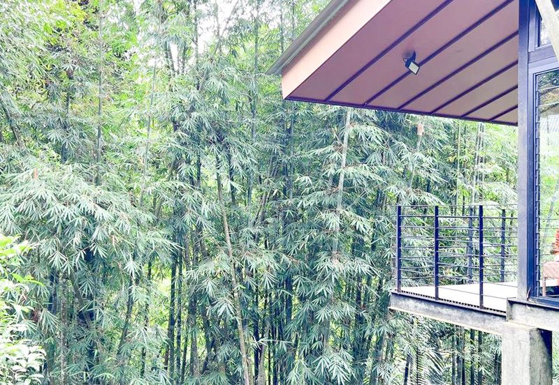 3-Adjoining Lots Prime Land @ Tanarimba, Janda Baik, Pahang for Sale