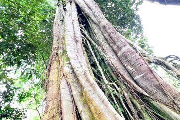 3-Adjoining Lots Prime Land @ Tanarimba, Janda Baik, Pahang for Sale