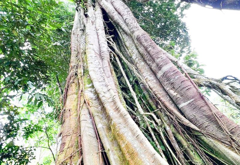 3-Adjoining Lots Prime Land @ Tanarimba, Janda Baik, Pahang for Sale