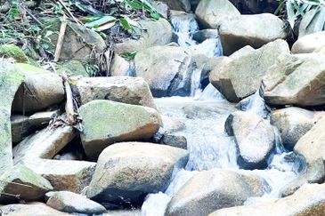 3-Adjoining Lots Prime Land @ Tanarimba, Janda Baik, Pahang for Sale