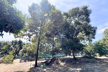 Durian Pahang @ Agricultural Land