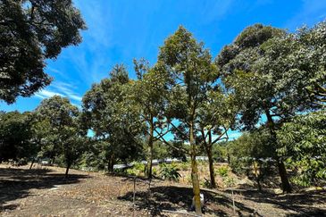 Durian Pahang @ Agricultural Land