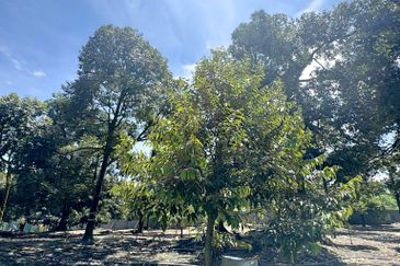 Durian Pahang @ Agricultural Land