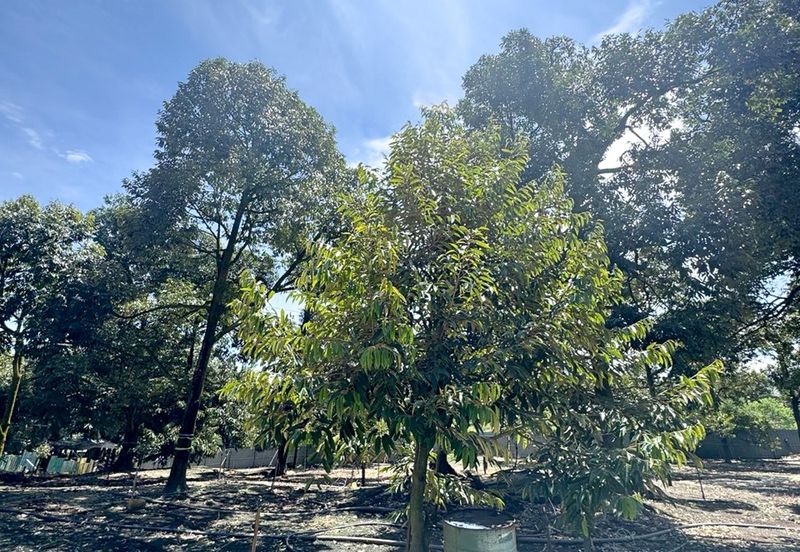 Durian Pahang @ Agricultural Land