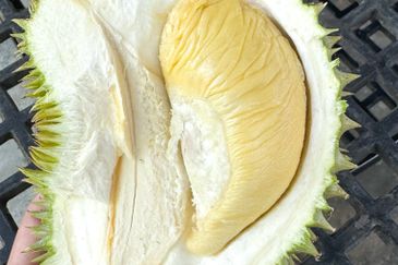 Durian Pahang @ Agricultural Land