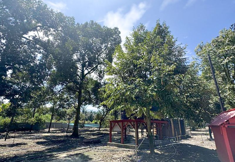 Durian Pahang @ Agricultural Land