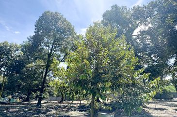 Durian Pahang @ Agricultural Land
