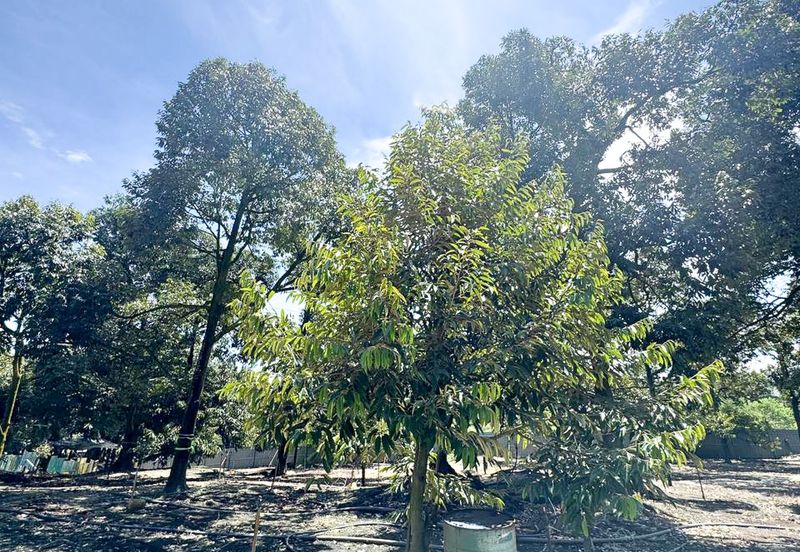 Durian Pahang @ Agricultural Land