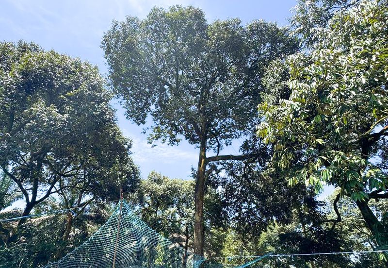 Durian Pahang @ Agricultural Land