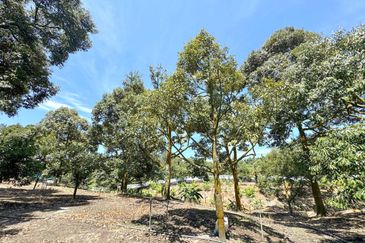 Durian Pahang @ Agricultural Land