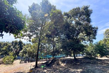 Durian Pahang @ Agricultural Land