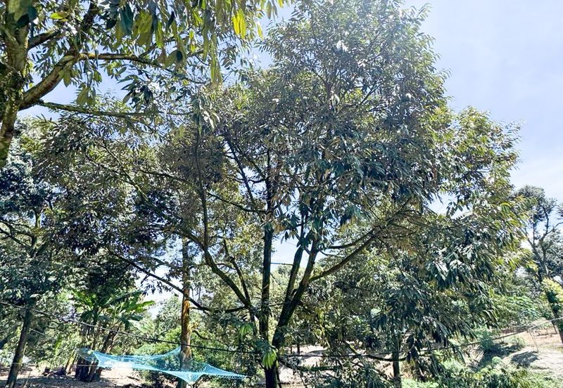 Durian Pahang @ Agricultural Land