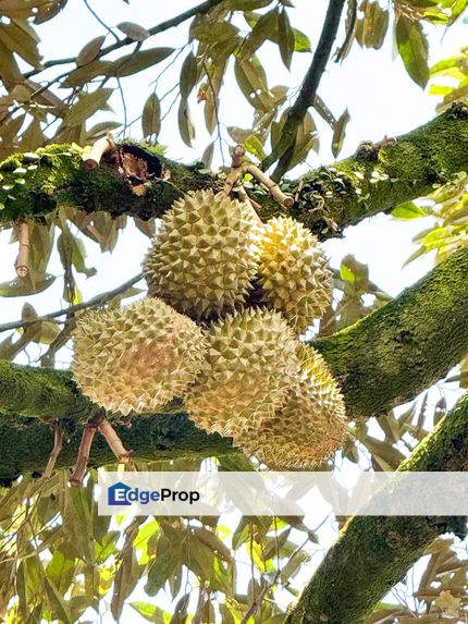 Durian Pahang @ Agricultural Land, Pahang, Bentong