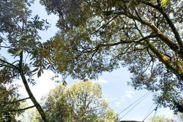 Durian Pahang @ Agricultural Land