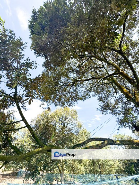 Durian Pahang @ Agricultural Land, Pahang, Bentong