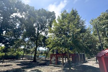 Durian Pahang @ Agricultural Land