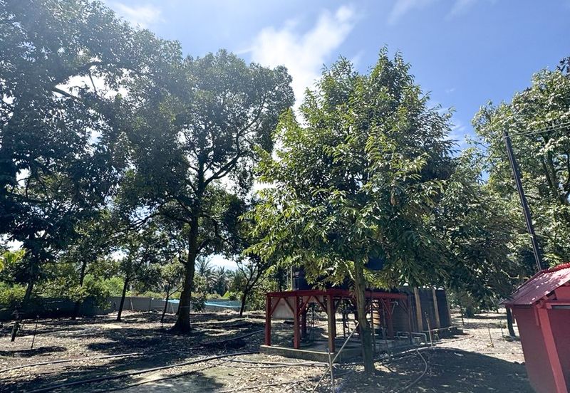 Durian Pahang @ Agricultural Land