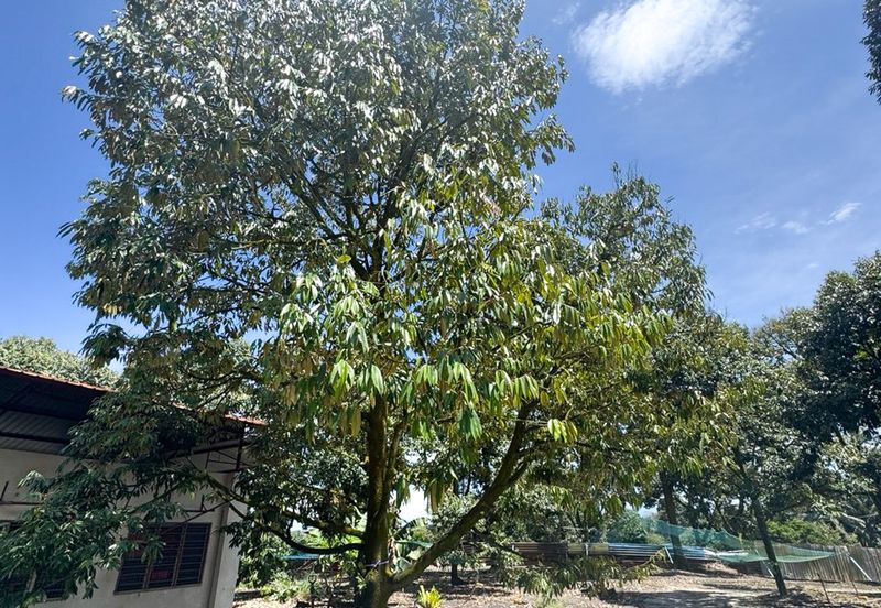 Durian Pahang @ Agricultural Land