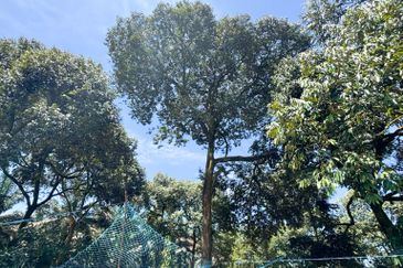 Durian Pahang @ Agricultural Land