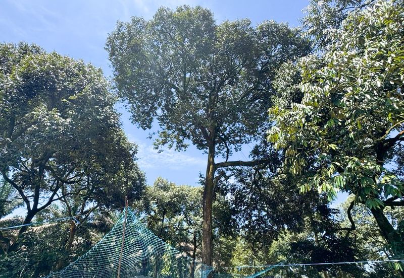 Durian Pahang @ Agricultural Land