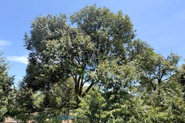 Durian Pahang @ Agricultural Land