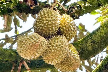 Durian Pahang @ Agricultural Land