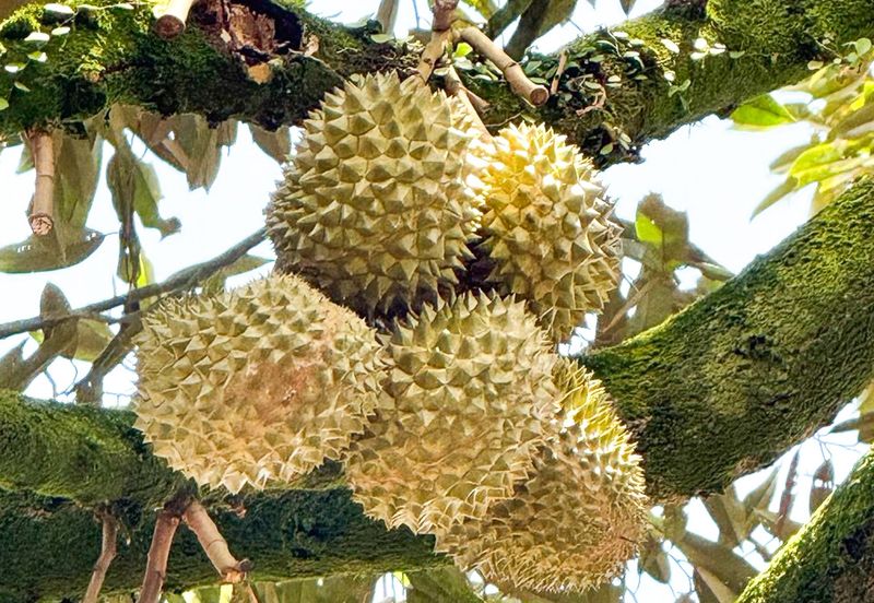 Durian Pahang @ Agricultural Land