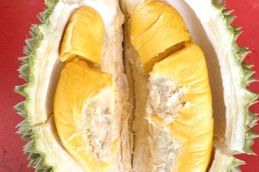 Durian Pahang @ Agricultural Land