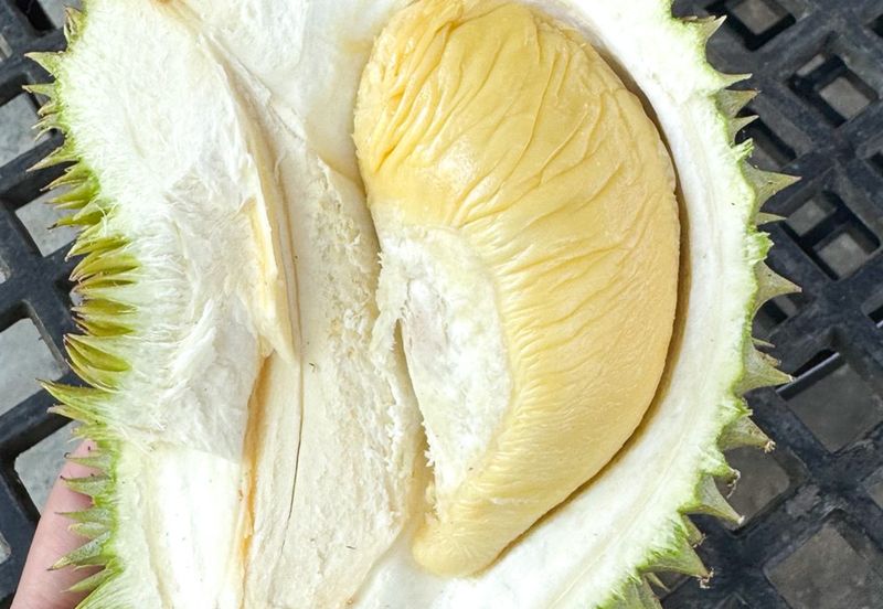 Durian Pahang @ Agricultural Land