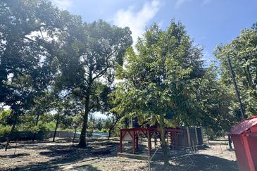 Durian Pahang @ Agricultural Land