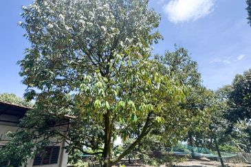 Durian Pahang @ Agricultural Land