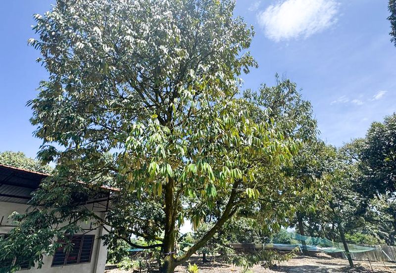 Durian Pahang @ Agricultural Land