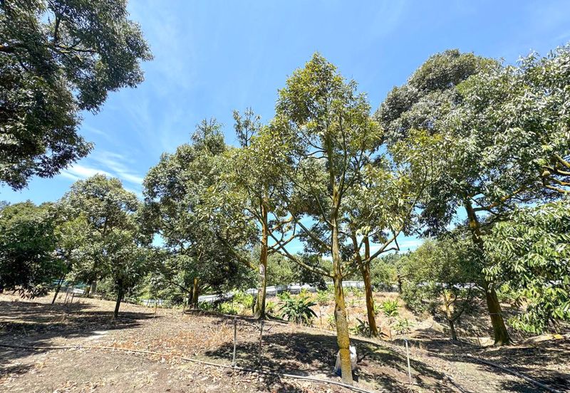 Durian Pahang @ Agricultural Land