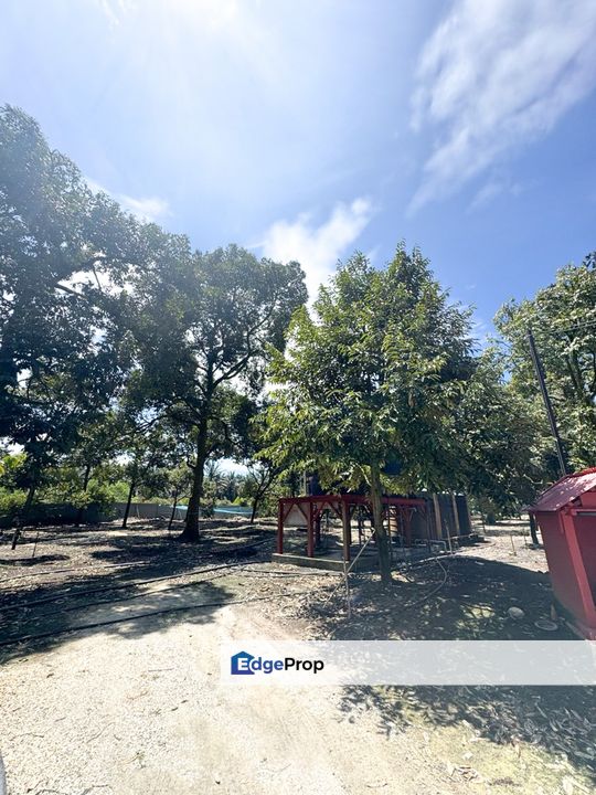 Durian Pahang @ Agricultural Land, Pahang, Bentong