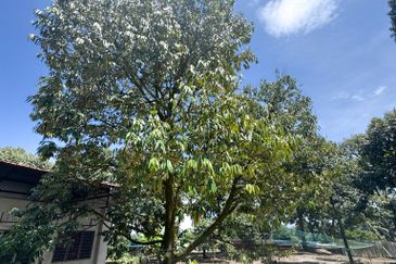 Durian Pahang @ Agricultural Land